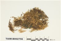 藏品(灰苔科)的圖片